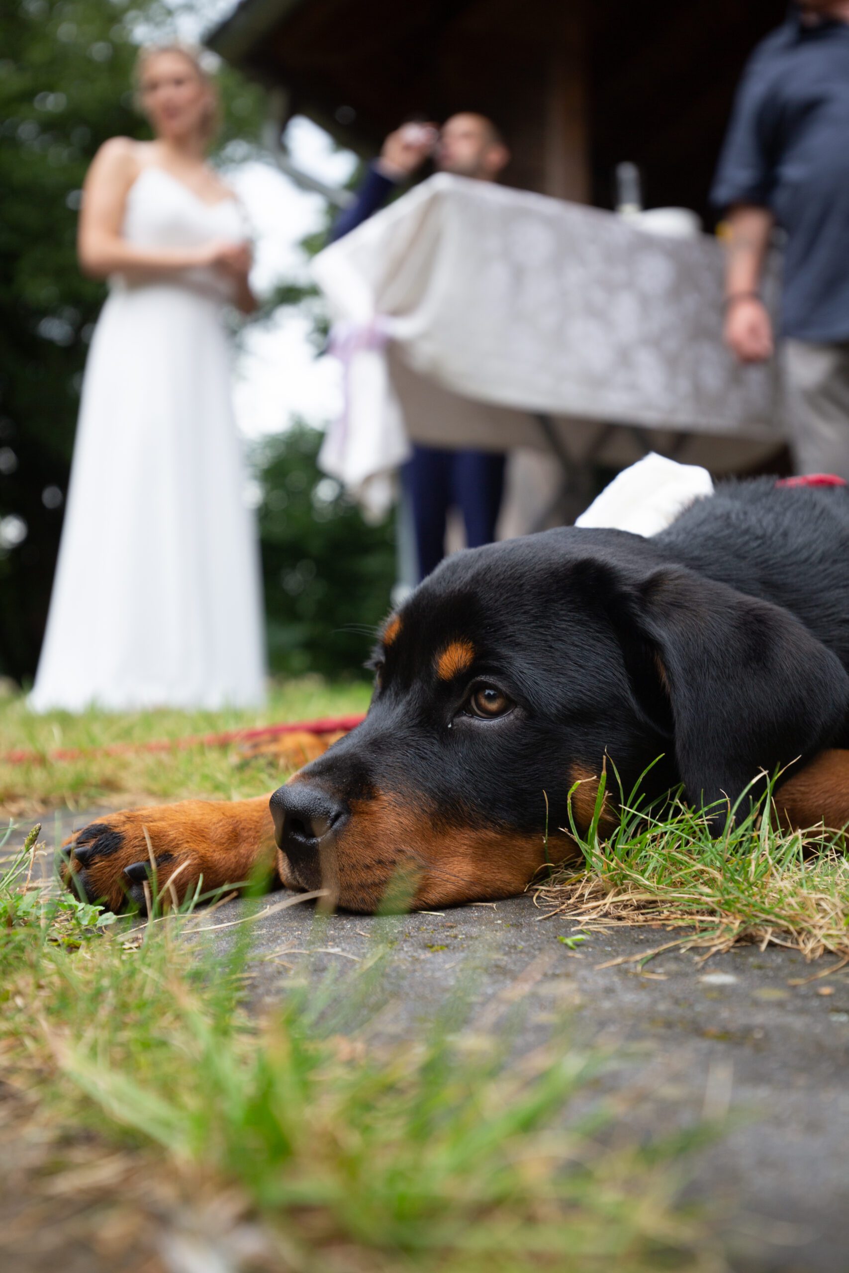 Hund Hochzeit
